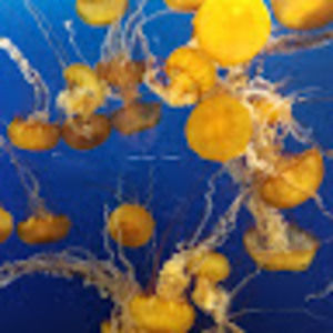 Meet your Posher, Jill